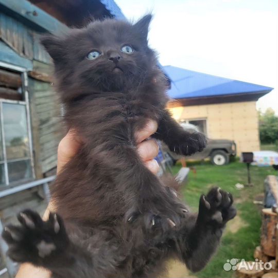 Котята в добрые руки бесплатно