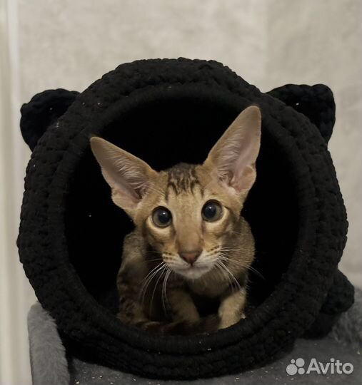 Домик лежанка для кота