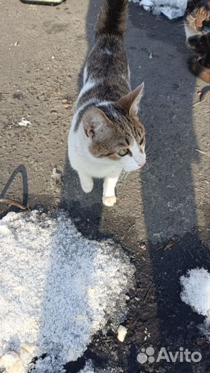 Котик подросток