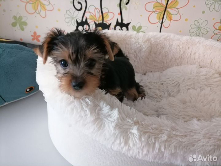 Йоркширский терьер щенок