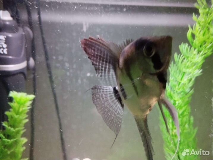 Скалярии и тернеция