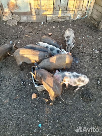 Поросята от дикого кабана