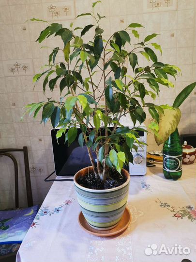 Фикус бенджамина