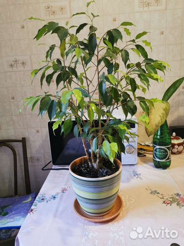Фикус бенджамина