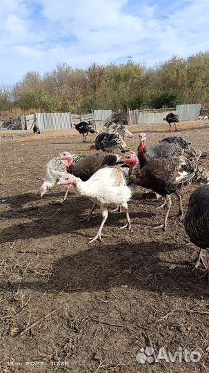 Продам индюков