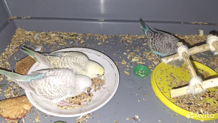 Продаётся попугаев