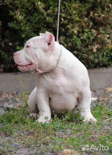 Американский булли экзот