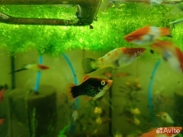 Аквариумные рыбки, меченосцы