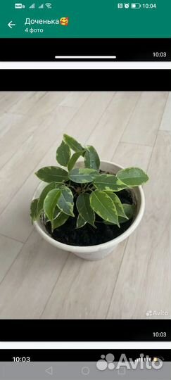 Гиппиаструм,декабрист,пальма Юкка, фикус