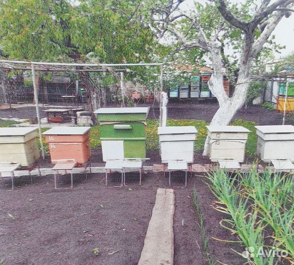 Улей додановский многокорпусной 12 рамок