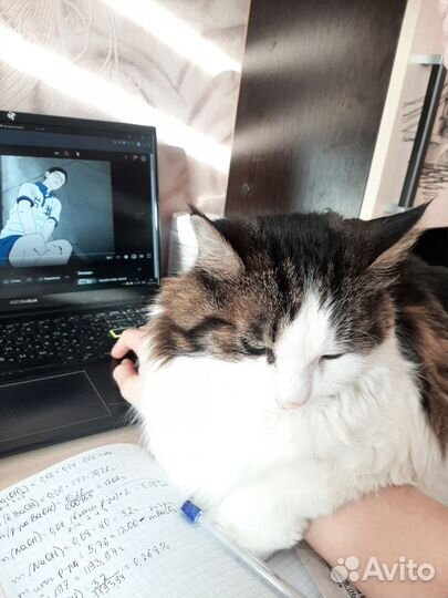 Передержка кошек/ котоняня