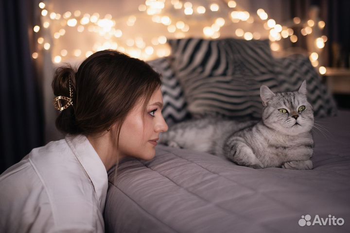 Индивидуальная домашняя передержка котов и кошек