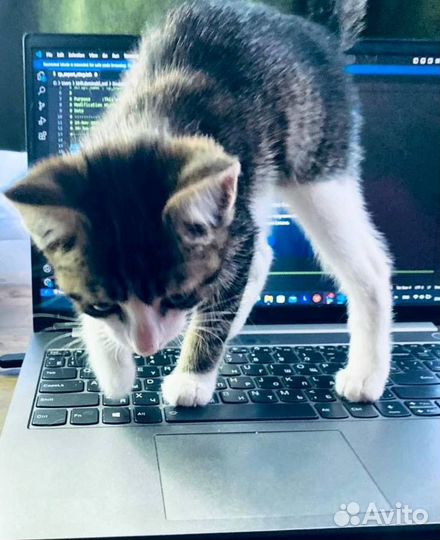 Котёнок ищет дом