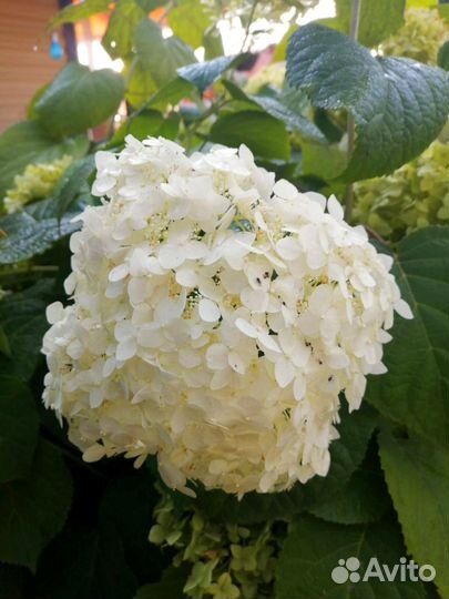 Садовые кустарники и цветы, большой выбор