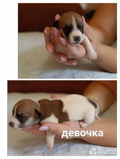 Щенки джек Рассел терьер гладкошерстный