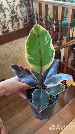 Филодендрон