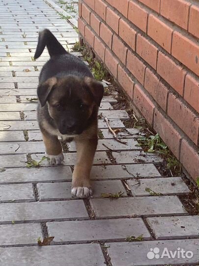 Щенки бесплатно