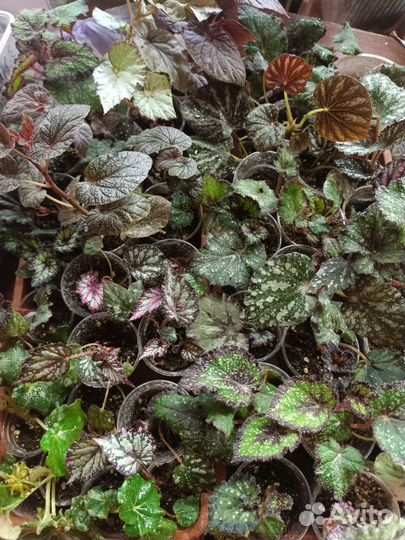 Бегония декоративно лиственная 3