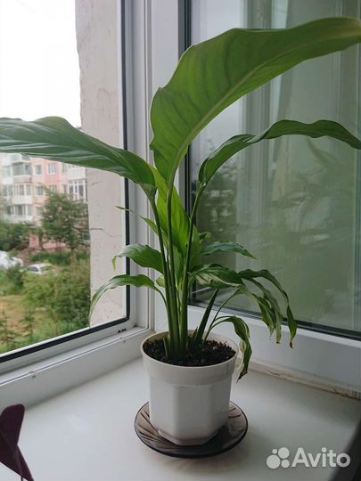 Спатифиллум