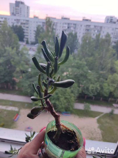 Крассула хоббит