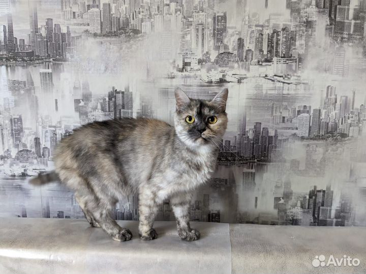 Скоттиш страйт кошка