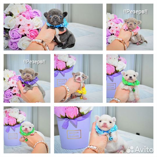 Чихуахуа мальчики Мини и Микро, редкие окрасы