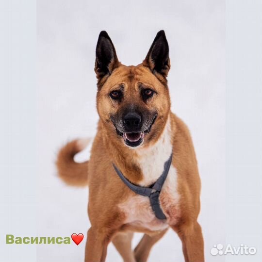 Василисе нужен дом