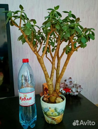 Крассула. Толстянка. Денежное дерево. Овата