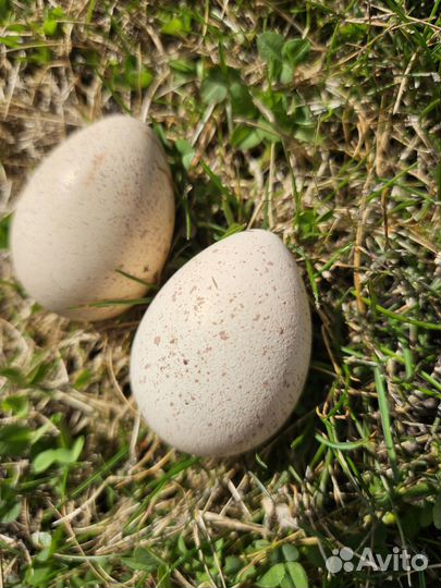 Инкубационное яйцо кеклика