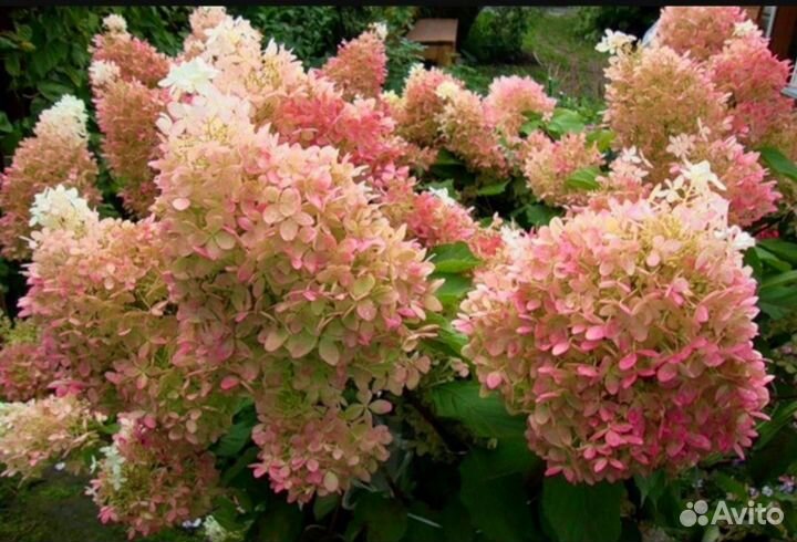 Гортензия метельчатая в р9