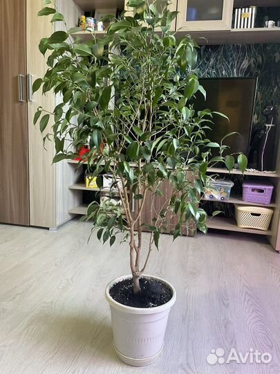Фикус Бенджамина