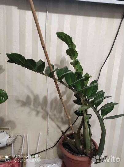 Долларовое дерево