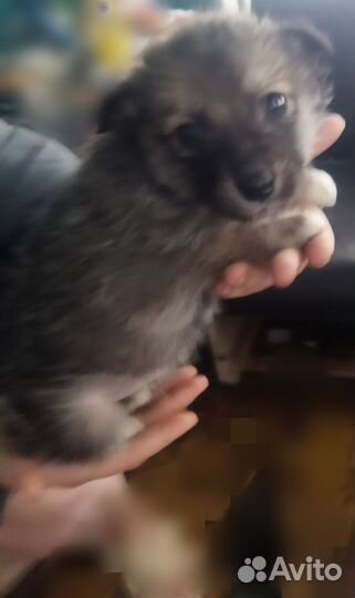 Щенки в добрые руки