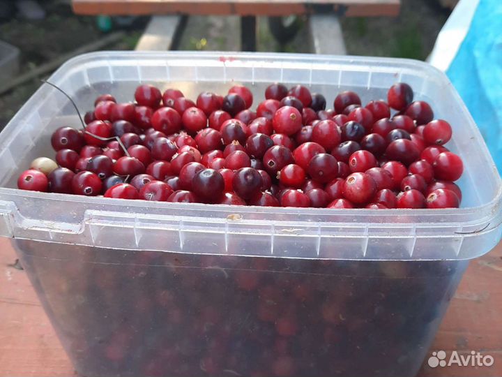 Клюква с доставкой