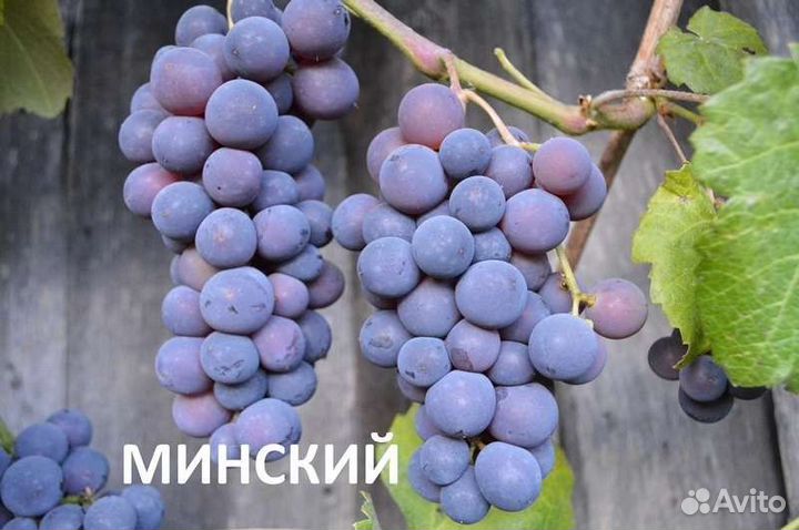 Саженцы сладкого винограда