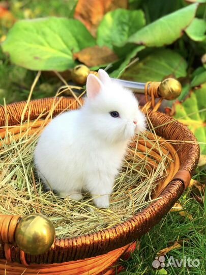 Кролики мини домашние