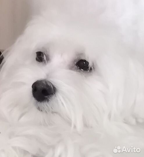 Мальтезе вязка