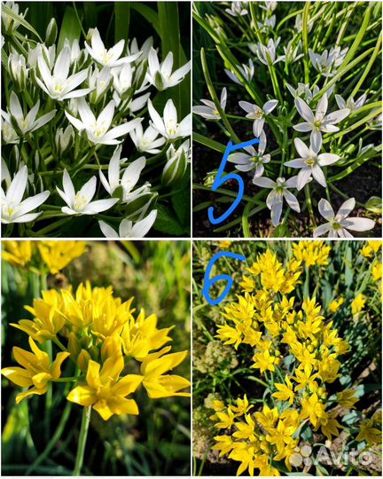 Цветы луковичные
