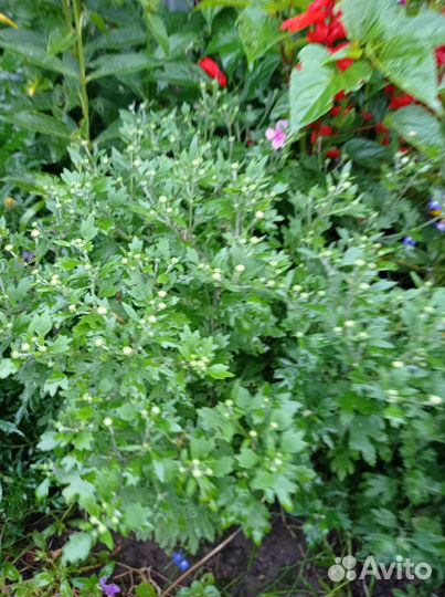 Хризантема мультифлора