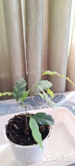 Фикус Бенджамина