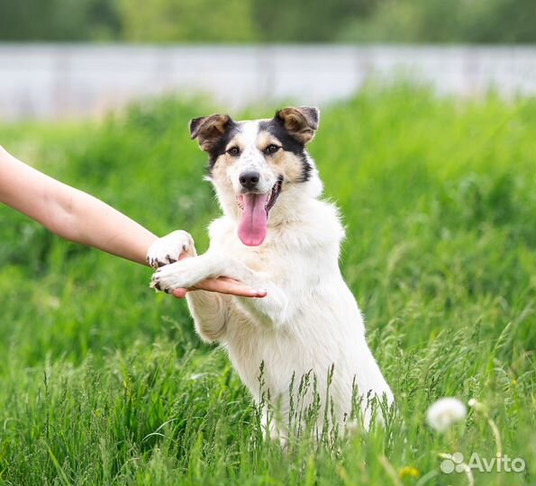 Метис бордер-колли, красотка Молли в дар