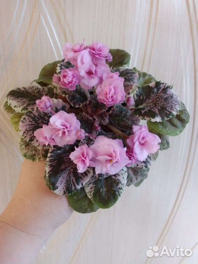 Сортовые Фиалки набор