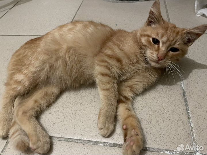 Котик Пряник