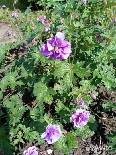 Садовые цветы