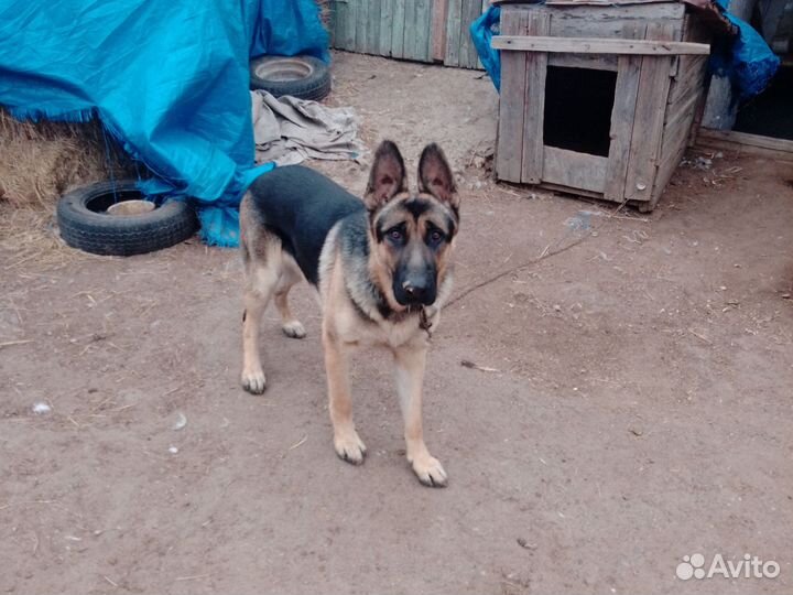 Кобель отдам
