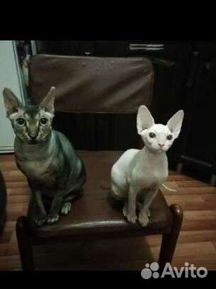 Вязка Канадский сфинкс к вашим услугам