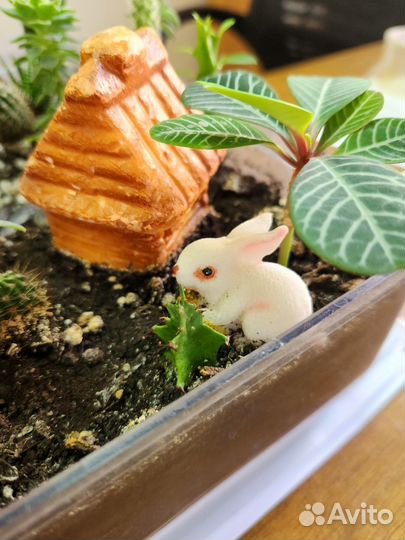 Кактусы и суккуленты