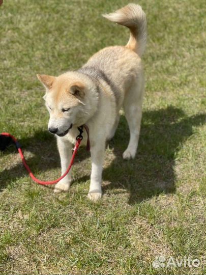 Сибирский хаски в дар