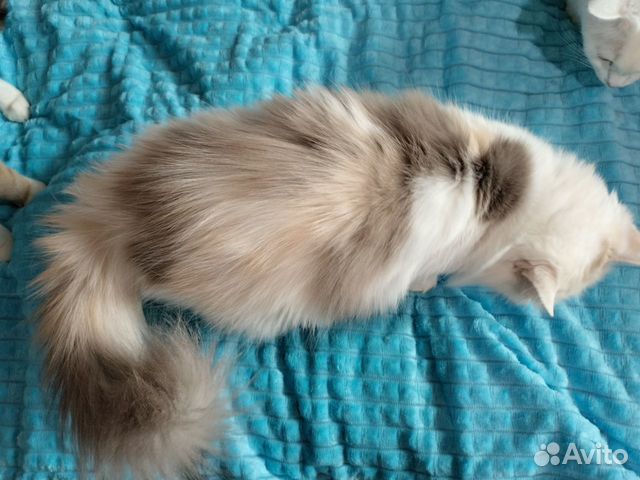 Голубоглазая персидская кошка из приюта объявление продам