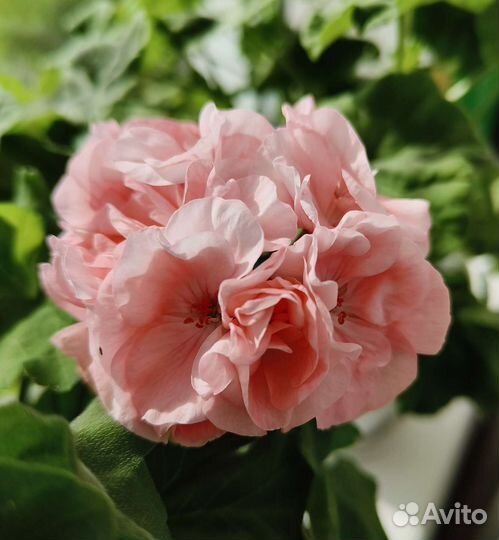 Пеларгония Софи Эмма